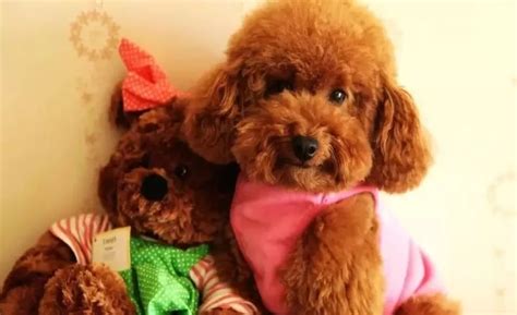 泰迪犬吃什么狗糧好(泰迪犬吃什么狗糧好,泰迪狗糧排行榜)縮略圖