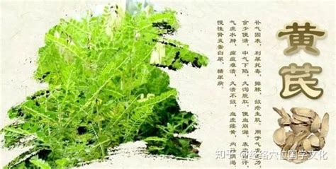 黃芪霜的功效與主治(黃芪霜的功效與主治作用)縮略圖