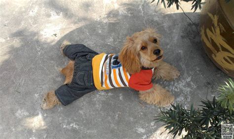 可卡犬長大后的樣子(可卡犬長大后的樣子圖片)縮略圖