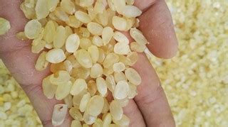 皂角米最佳吃法和做法,皂角米的吃法和做法縮略圖