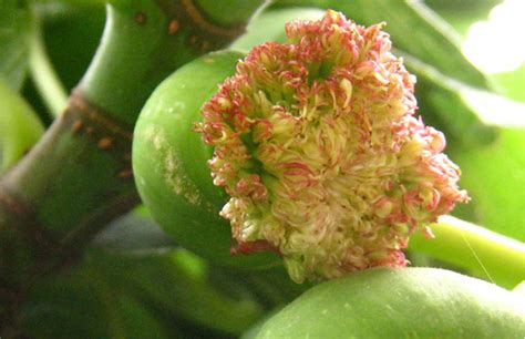 無花果干的熱量,無花果干的熱量高嗎能減肥嗎縮略圖