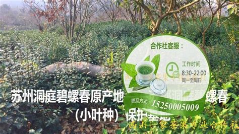 碧螺春多少錢一斤(碧螺春多少錢一斤正品)縮略圖