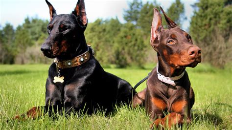大型犬猛犬,大型犬猛犬視頻縮略圖