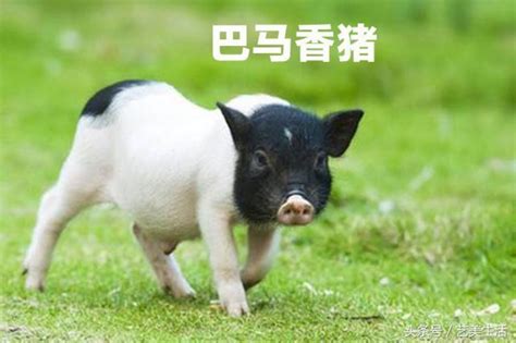 香豬和普通豬的區別(香豬和普通豬的區別圖片)縮略圖