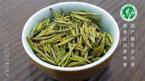 安吉白茶,安吉白茶價(jià)格多少一斤縮略圖