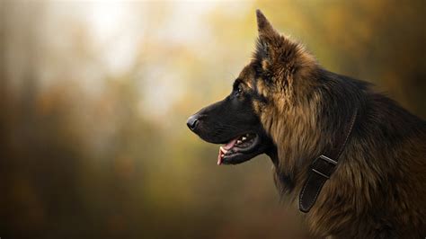 德牧犬圖片(邊牧犬圖片)縮略圖