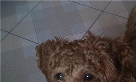 泰迪犬的壽命是多少年,泰迪犬的壽命是多少年啊縮略圖