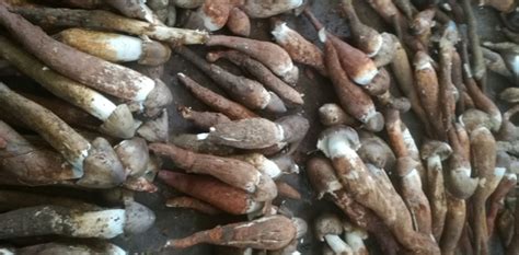 雞縱菌多少錢斤(雞縱菌多少錢一公斤)縮略圖