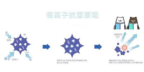 銀離子抗菌劑的作用(銀離子抗菌劑的作用過程)縮略圖