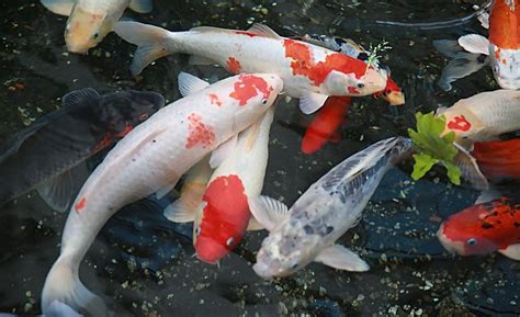 錦鯉魚的養(yǎng)殖方法和注意事項(xiàng)(錦鯉魚的養(yǎng)殖方法和注意事項(xiàng)視頻)縮略圖