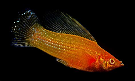 瑪麗魚適合多少度水溫,瑪麗魚水溫多少合適縮略圖