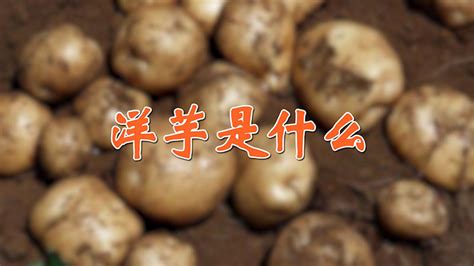 大洋芋(大洋芋貴州山歌)縮略圖