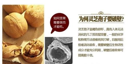 孢子粉的禁忌和副作用(6種人不宜吃靈芝)縮略圖