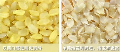 皂角米單莢好還是雙莢好,皂角米單莢好還是雙莢好區別縮略圖