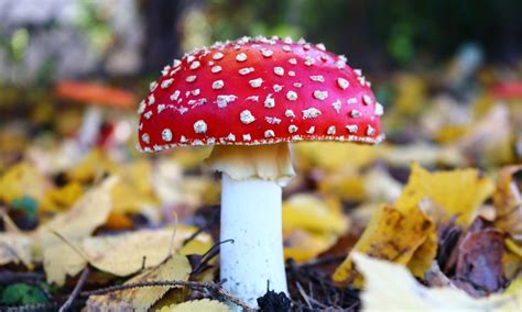 紅菇圖片,紅菇圖片大全大圖縮略圖