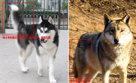狼青犬和德牧的區(qū)別,狼青犬和德牧的區(qū)別在哪縮略圖