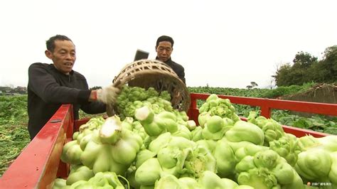 涪陵榨菜事件是怎么回事(涪陵榨菜最近咋回事)縮略圖
