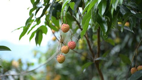 狀元紅荔枝,狀元紅荔枝干縮略圖