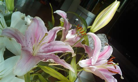 香水百合,香水百合張韶涵縮略圖