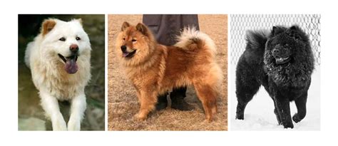 松獅犬和土松犬,松獅犬和土松犬的區(qū)別縮略圖