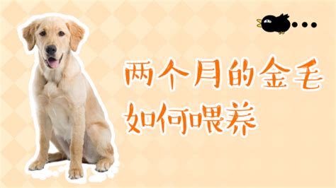金毛幼犬怎么訓練才聽話的(金毛幼犬怎么訓練才聽話的視頻)縮略圖