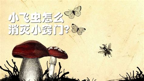 下水道小飛蟲怎么消滅小妙招(下水道小飛蟲怎么消滅小妙招圖解)縮略圖