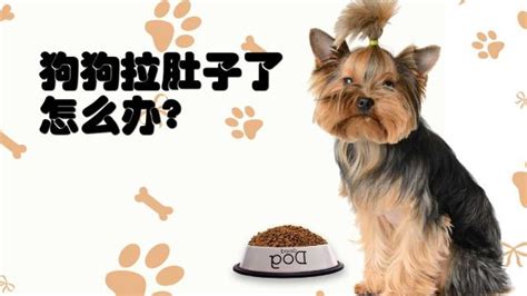德牧犬拉稀怎么辦(德牧犬拉稀怎么辦啊)縮略圖