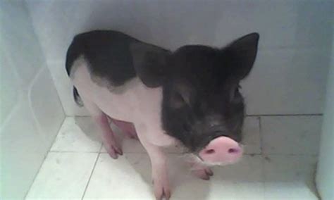 小香豬飼養(yǎng)方法(小香豬飼養(yǎng)方法和注意事項(xiàng))縮略圖