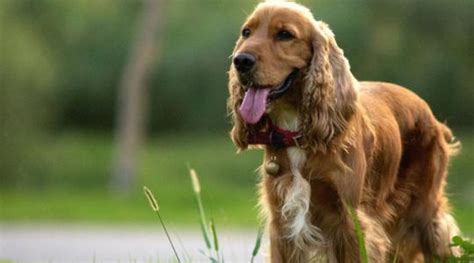 可卡犬一般壽命多少年(可卡犬的壽命多少年)縮略圖