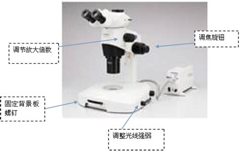 顯微鏡的使用方法,顯微鏡的使用方法教程縮略圖