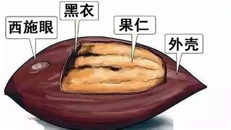 香榧子的黑衣致癌,香榧的功效與作用縮略圖