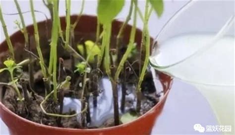 淘米水的功效與作用,淘米水的功效與作用澆花縮略圖