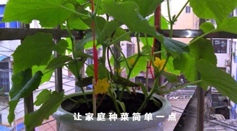 黃金瓜種植要打頂嗎,黃金瓜種植管理全過程縮略圖