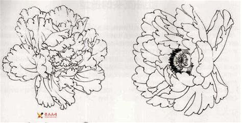 國(guó)畫(huà)牡丹花的畫(huà)法(國(guó)畫(huà)牡丹花的畫(huà)法視頻)縮略圖