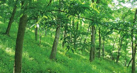 山核桃樹(山核桃樹圖片)縮略圖