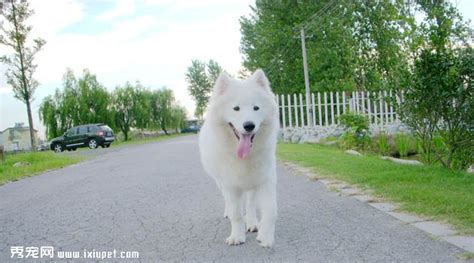 薩摩耶犬好養嗎?優缺點有哪些,薩摩耶的智商相當于人的幾歲縮略圖