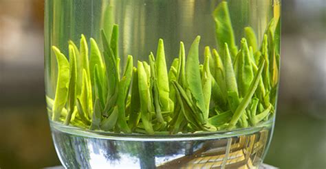 竹葉青茶的泡制方法,竹葉青茶最佳沖泡方法縮略圖