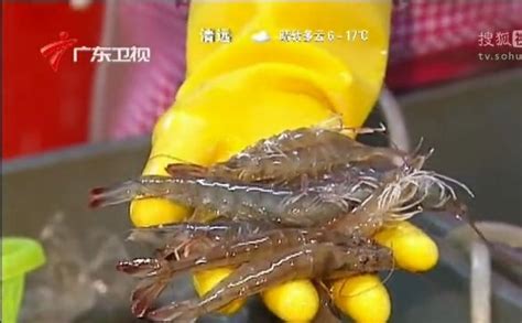 羅氏蝦批發多少錢一斤(羅氏蝦批發多少錢一斤2020)縮略圖