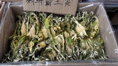 七星劍花(七星劍花的功效與作用)縮略圖