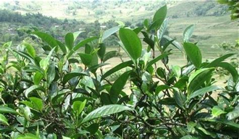 冰島茶葉一斤多少錢,冰島茶葉生的和熟的啥區(qū)別縮略圖