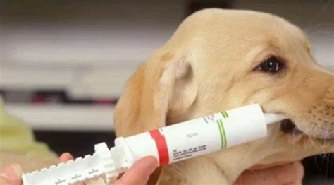 狗窩咳打什么針最有效,犬窩咳用什么藥治療最有效縮略圖