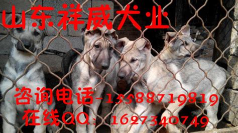 狼青犬多少錢一只幼犬,狼青犬多少錢一只幼犬價格縮略圖