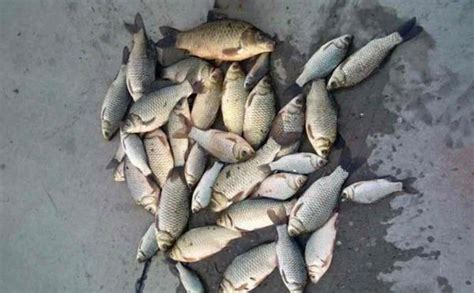 魚餌配方大全 野釣自制,化氏魚餌野釣配方縮略圖