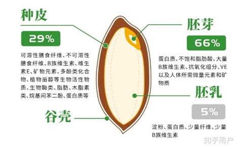 胚芽米怎么煮(胚芽米怎么煮最有營養(yǎng))縮略圖