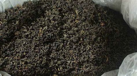 青錢柳葉茶的功效與作用有副作用嗎(青錢柳葉茶有什么功效和用途)縮略圖