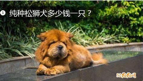 松獅犬多少錢一只(松獅犬多少錢一只大型)縮略圖