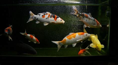 錦鯉魚怎么養(錦鯉魚怎么養才好)縮略圖
