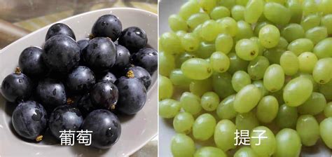 提子和葡萄區別,提子和葡萄區別在哪里哪個營養價值高縮略圖