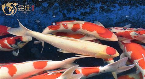 錦鯉魚飼料買哪種,蝴蝶錦鯉魚飼料買哪種縮略圖