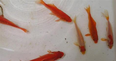 草金魚喂食的正確方法,草金魚喂食的正確方法求回答縮略圖
